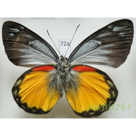 Delias oraria bratana Kalis, 1941 Indonesia, Bali72a